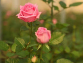 رز گراندیفلورا کمیاب