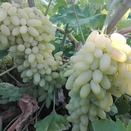 Sixty Brides Grape Seedlings