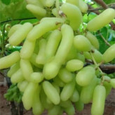 نهال انگور شصت عروس کمیاب