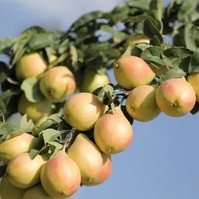 نهال گلابی خوش طعم کمیاب