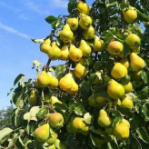 گلابی بیروتی خاص