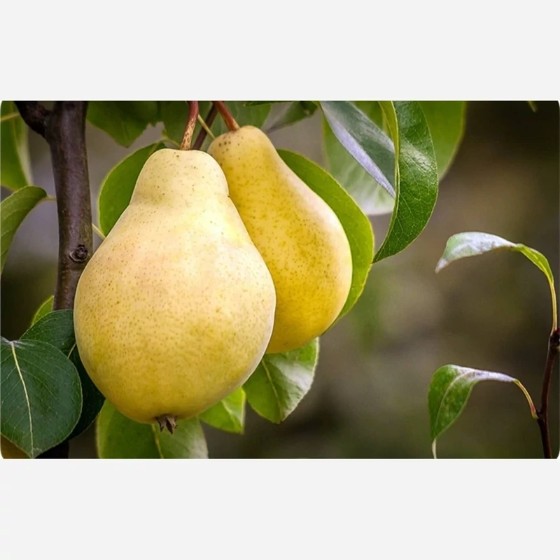 خرید نهال گلابی بیروتی
