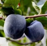 خرید نهال خرمالو سیاه