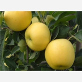 سیب طلایی خوش طعم