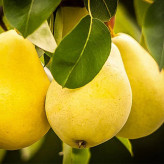Dargazi pear seedlings