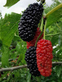 Blackberry seedlings