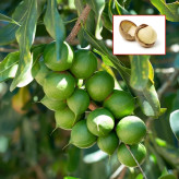 Macadamia nut seedlings