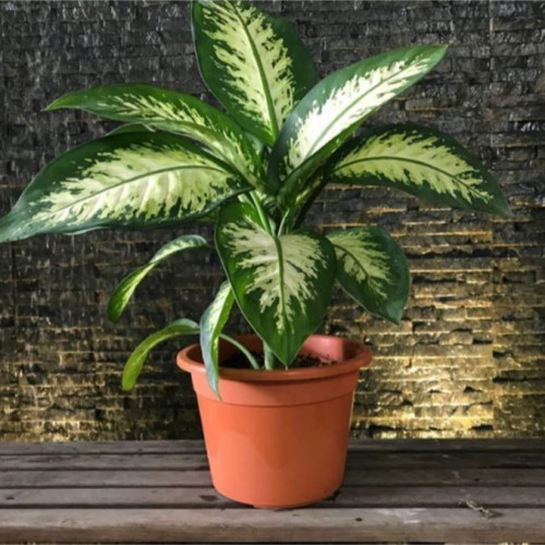 خرید نهال گل دفین باخیا زیبا