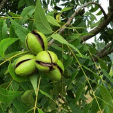 5-year-old large-sized pecan tree