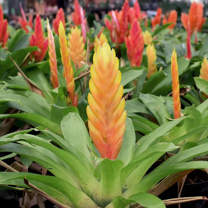 Vriesea Flower