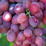 Red Sahibi grape seedlings