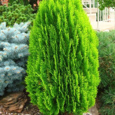 Golden Lawson sapling