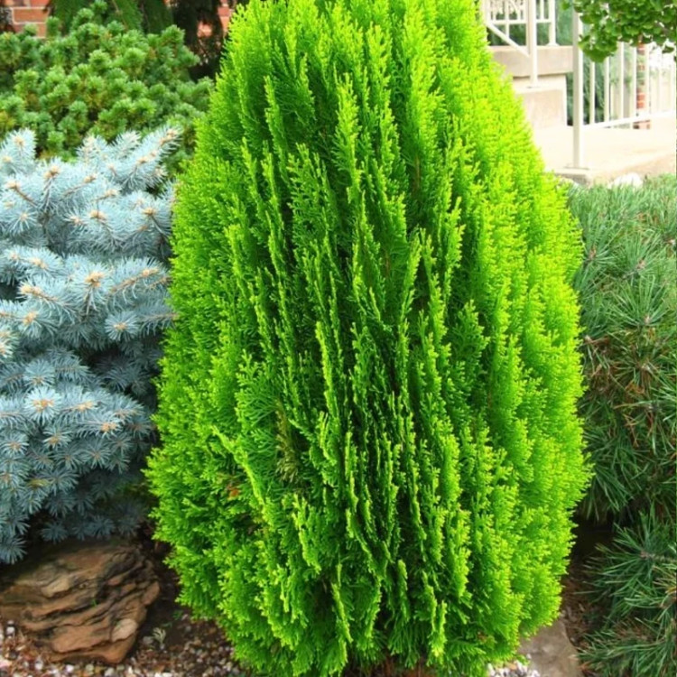Golden Lawson sapling