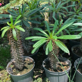 Madagascar palm seedlings