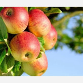 Shafiabad apple seedlings
