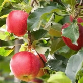 نهال سیب شفیع آباد خاص