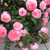 Pink climbing rose seedlings