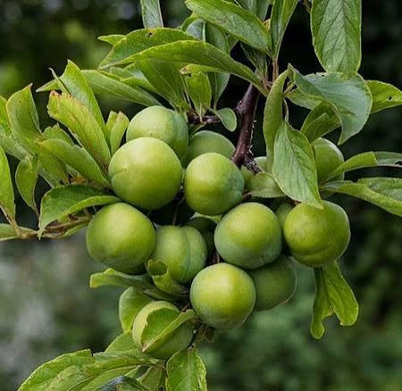 خرید نهال گوجه سبز کمیاب