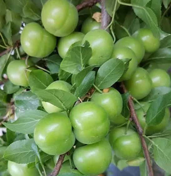 گوجه سبز خوش طعم و خاص