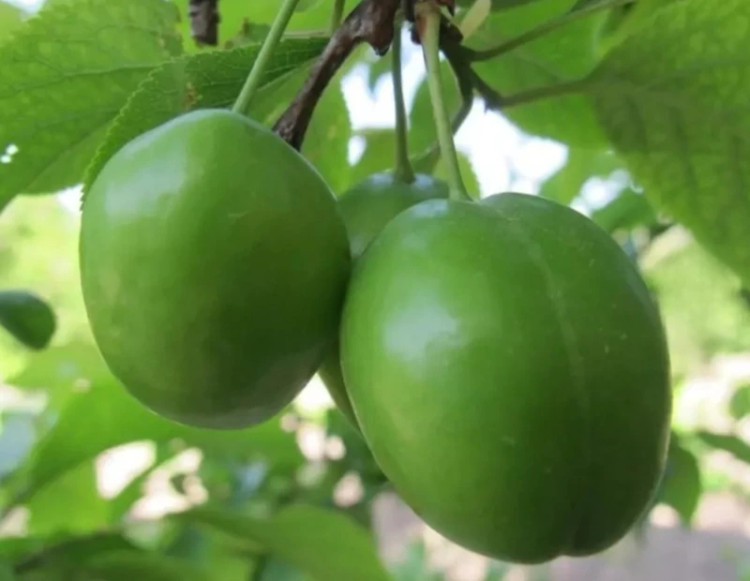 Green tomato seedlings