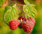 Red raspberry seedlings