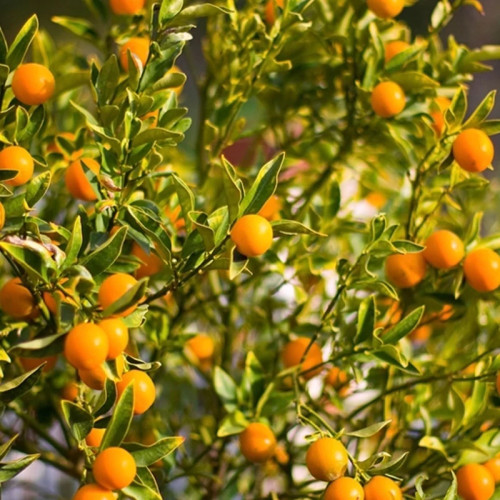 خرید نهال نارنگی زیبا