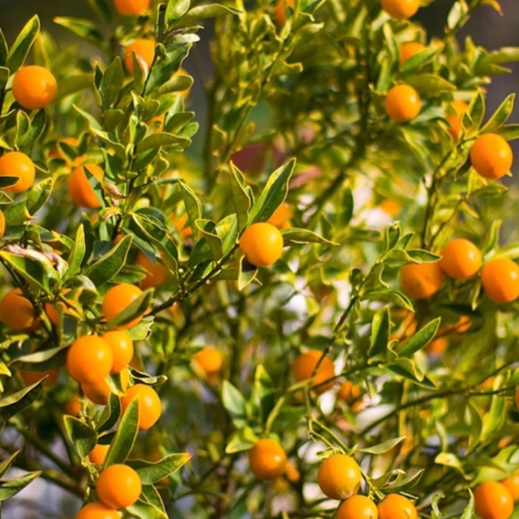 خرید نهال نارنگی زیبا