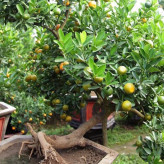 Four Seasons Tangerine Seedlings