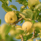 سیب خوش طعم