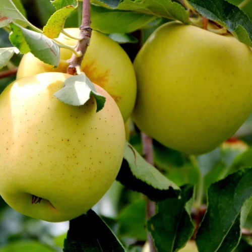 خرید نهال سیب زرد رنگ خاص