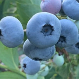 Blueberry seedlings
