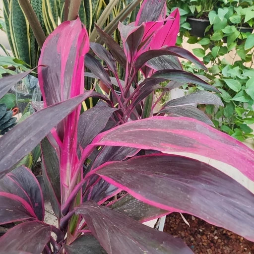 Cordyline flower