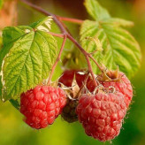 raspberry seedling