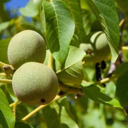 نهال گردو مقاوم