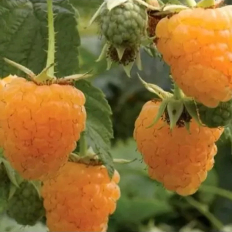 Yellow raspberry seedlings
