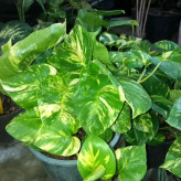 Broadleaf Pothos bush