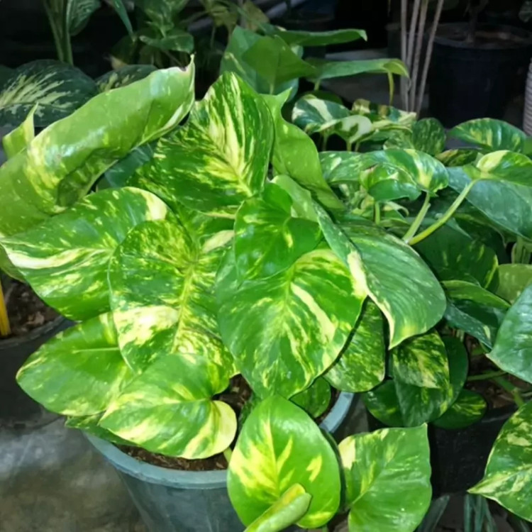 Broadleaf Pothos bush