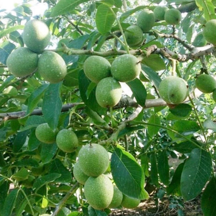 Chilean white walnut seedlings