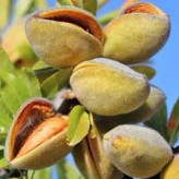 Tonu almond seedlings