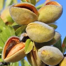 Tonu almond seedlings