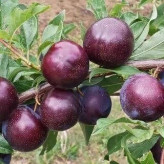 Bukhara plum sapling