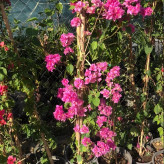Pink paper flower seedlings with sugar heads