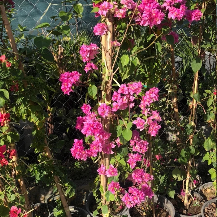 Pink paper flower seedlings with sugar heads