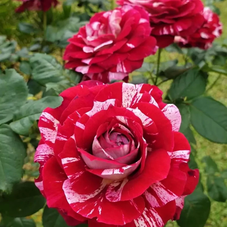 رز جولیو بسیار زیبا