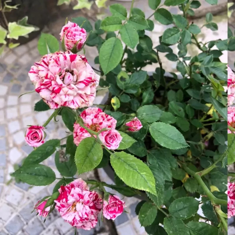 خرید نهال رز مقاوم