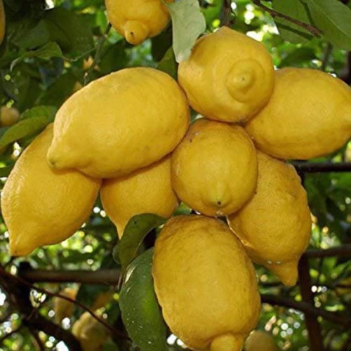 نهال لیمو ترش خوش طعم