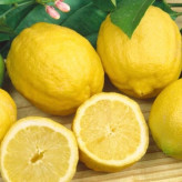 Four Seasons Lemon Seedlings