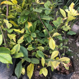 Giant Gardenia Flower Seedlings