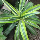Dracaena flower seedlings