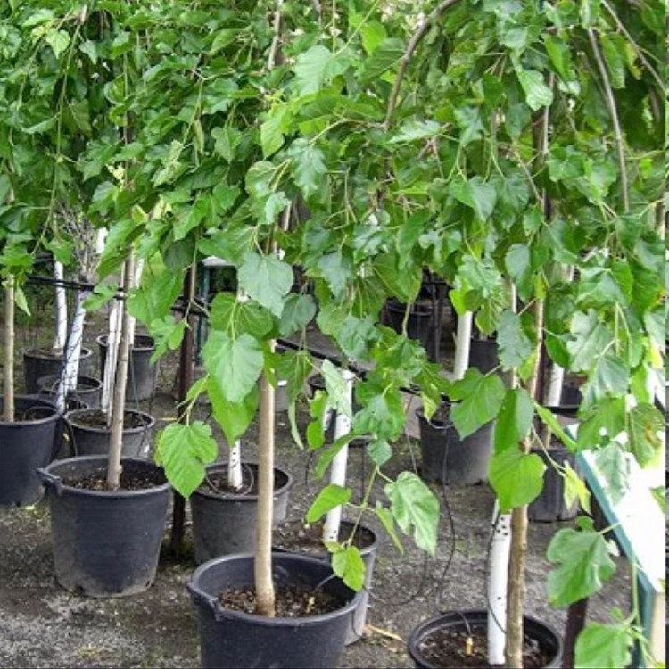 Crazy mulberry seedlings